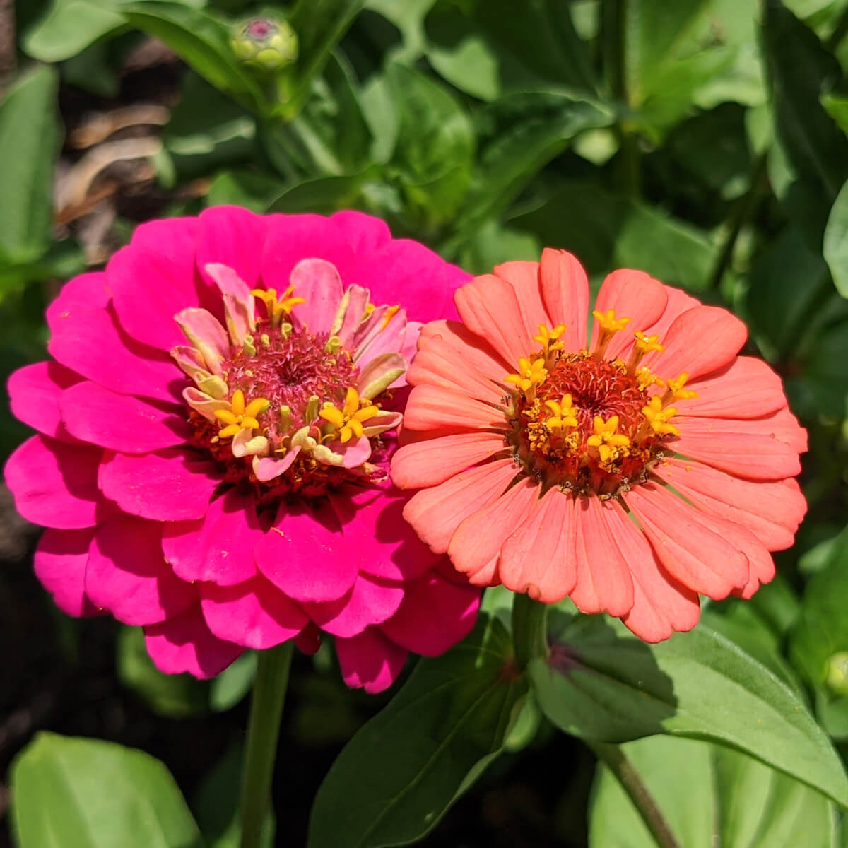 Are Zinnias Perennials - Pink and Orange Zinnia Flowers in the Garden
