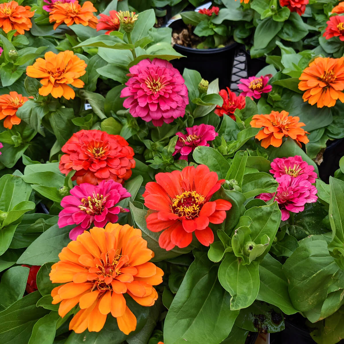 Are Zinnia Perennial - Pink, Orange and Red Zinnias