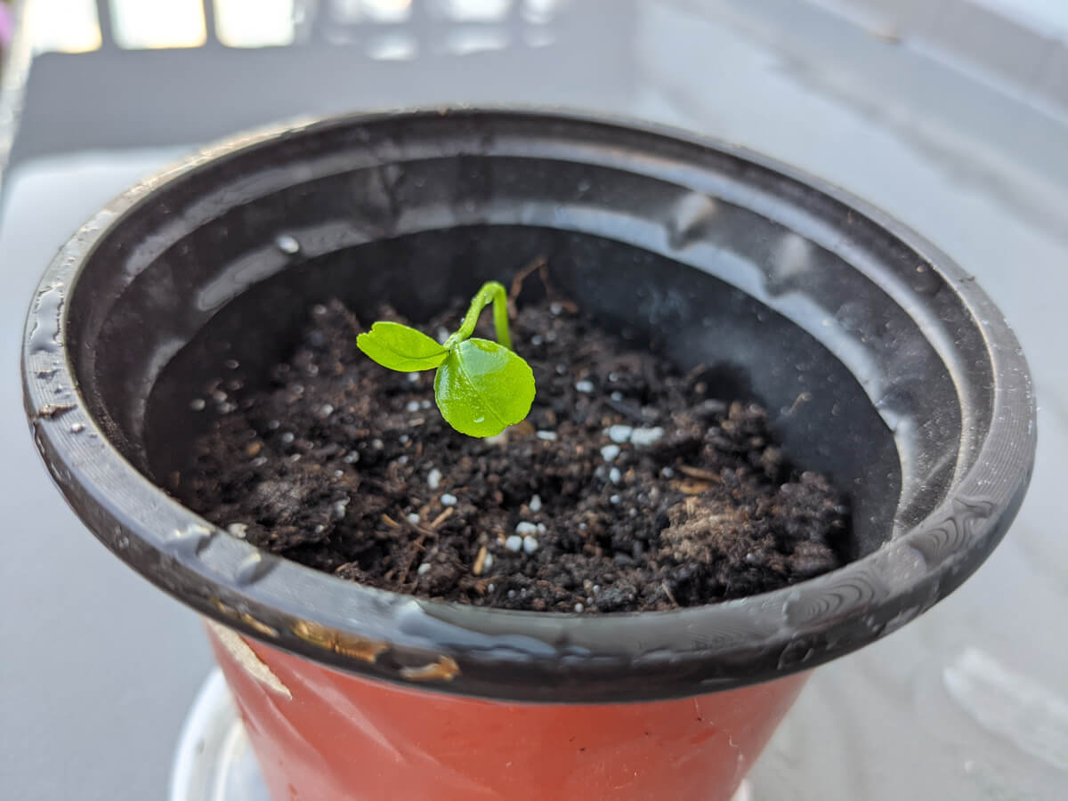 Clementine Tree Seedling in a flower pot in the rain on a gray background