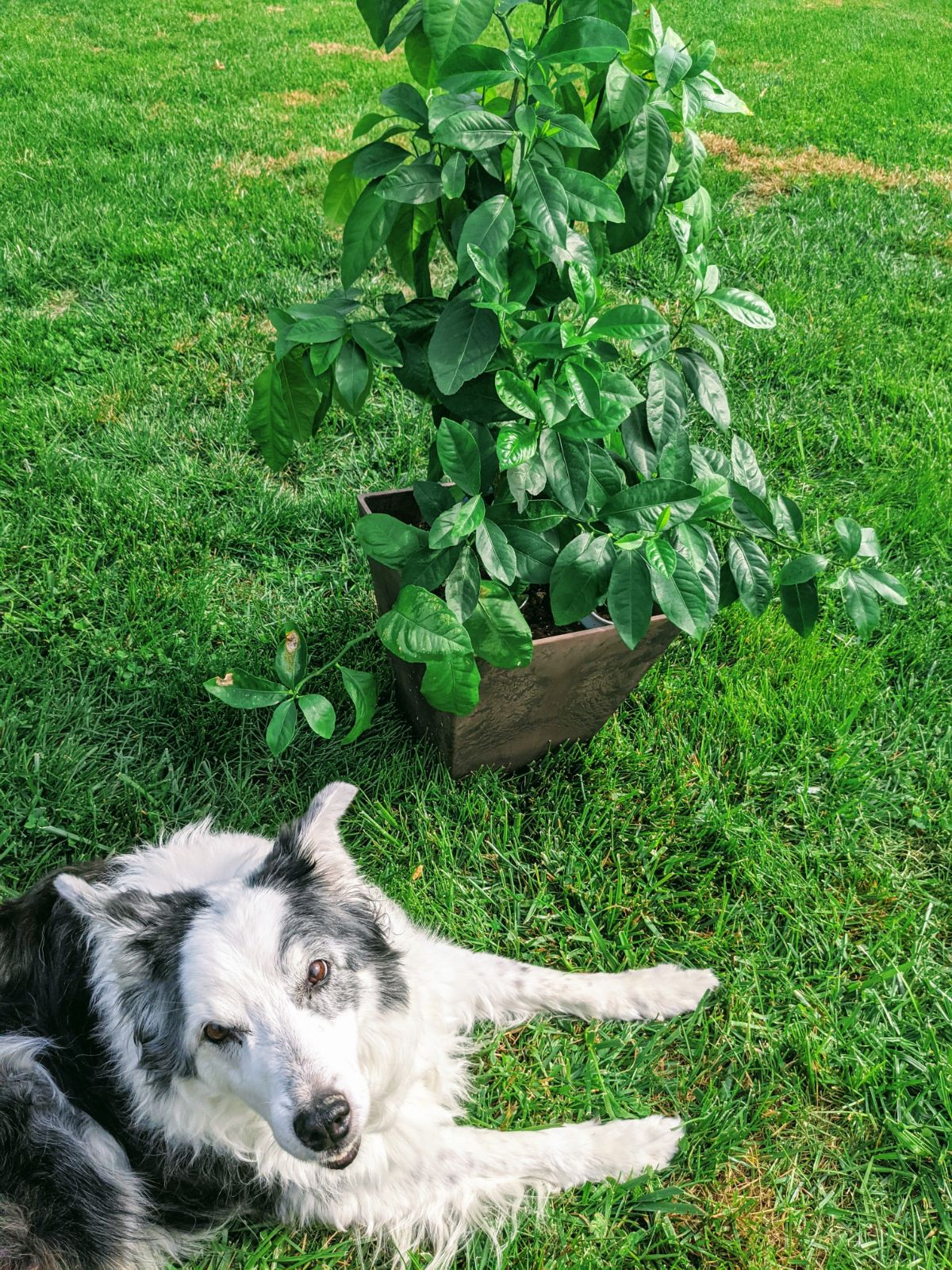 Cute Border Collie sunning herself next to a homegrown lemon tree planted from seed