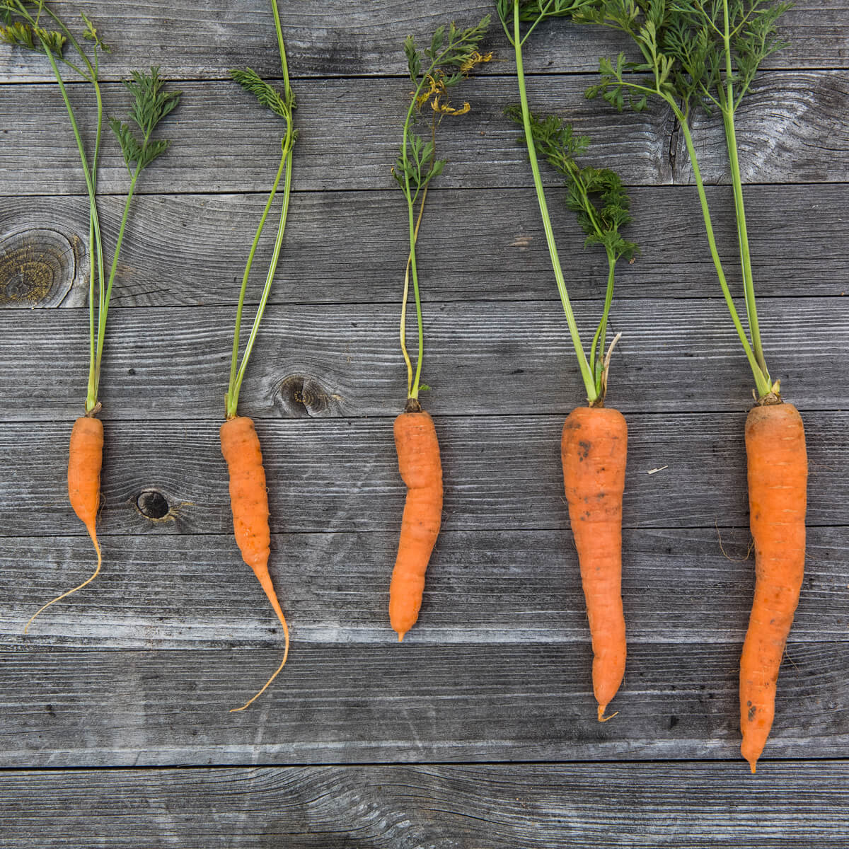 Different Carrot Sizes Lined up on a Wooden Background - When to Pick Carrots - Photo by Markus Spiske from Pexels