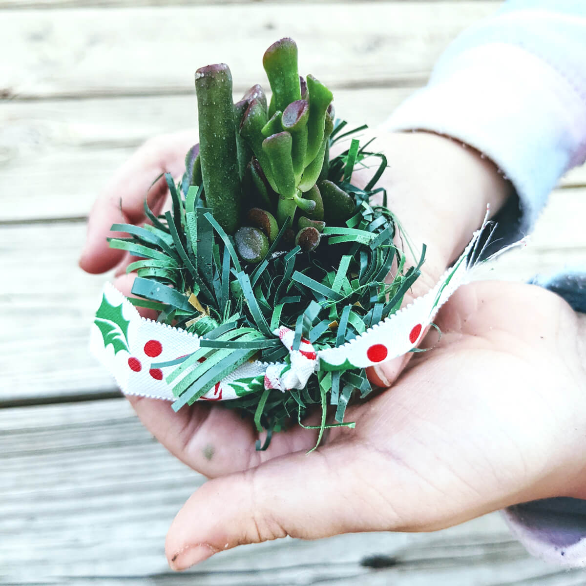 Child Holding Succulent Plant Wrapped in Ribbon and Faux Evergreen