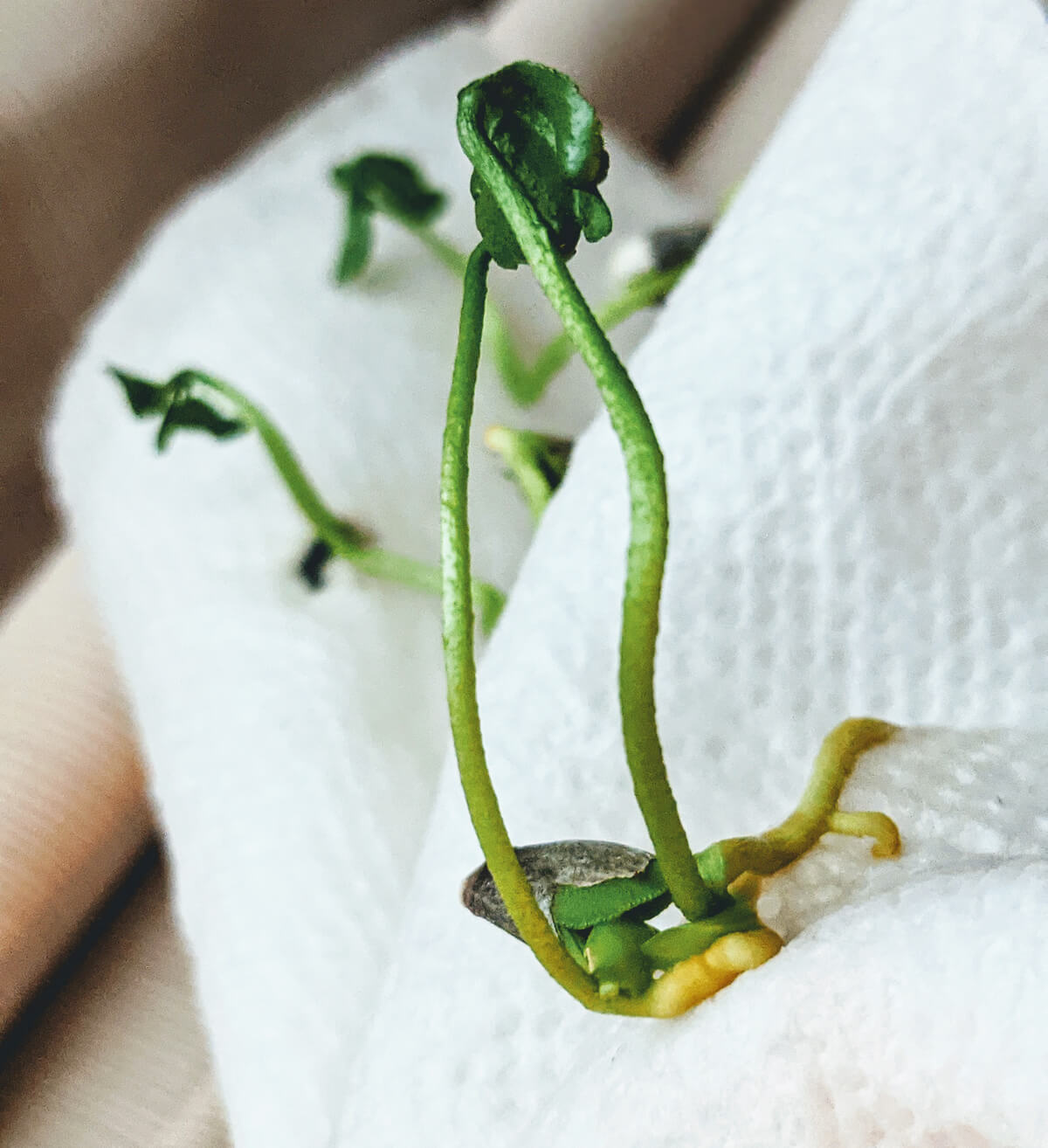 Many Clementine Seedlings Growing in a Wet Paper Towel