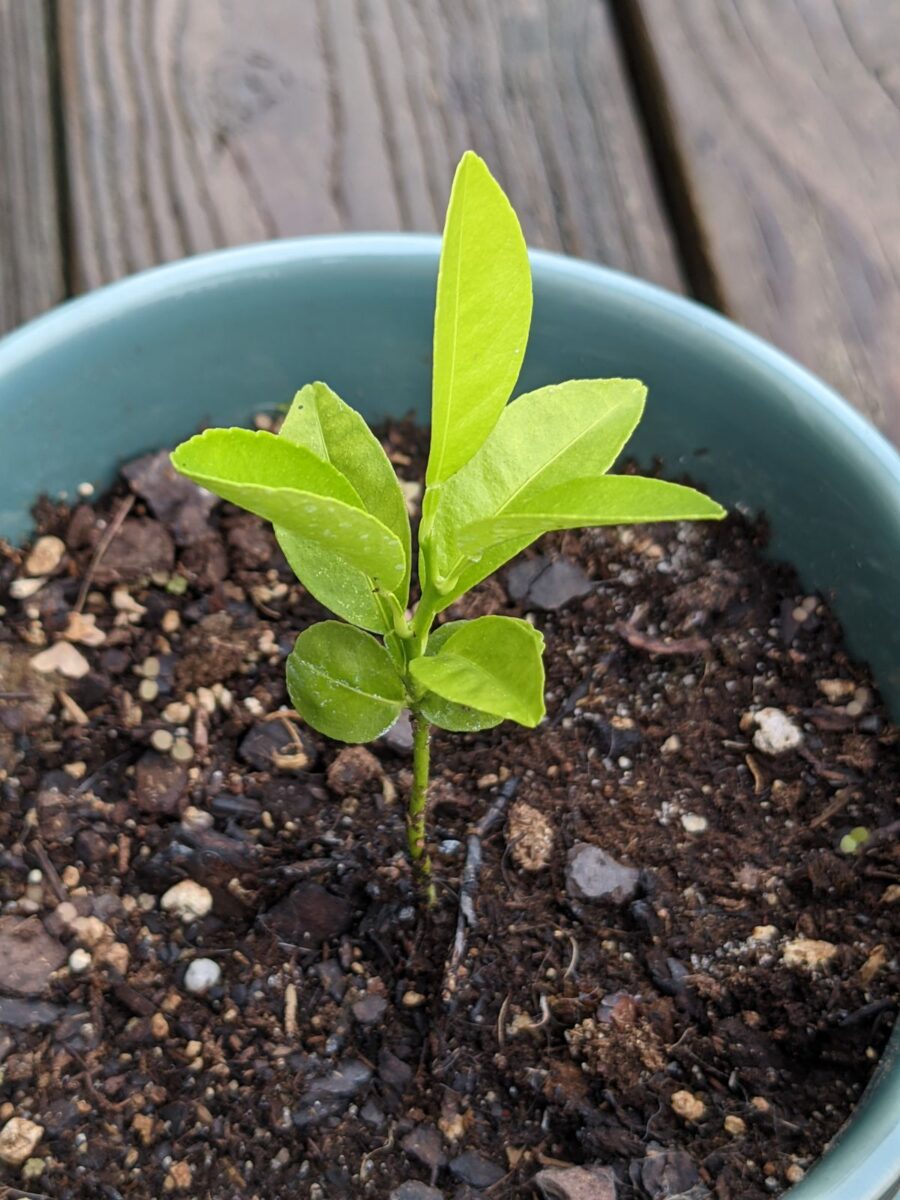 Baby Citrus! How to Grow a Clementine Tree from Seed Bunny's Garden