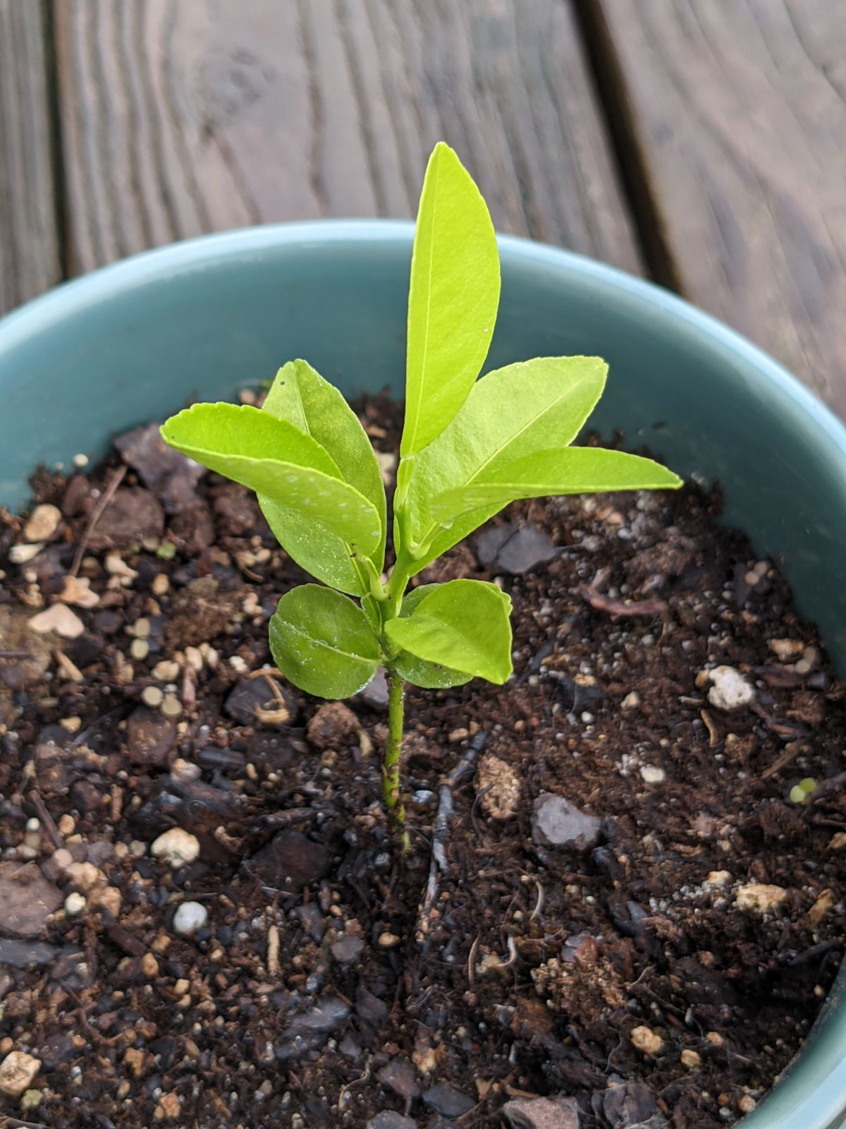 Clementine seedling in a blue flower pot with several leaves