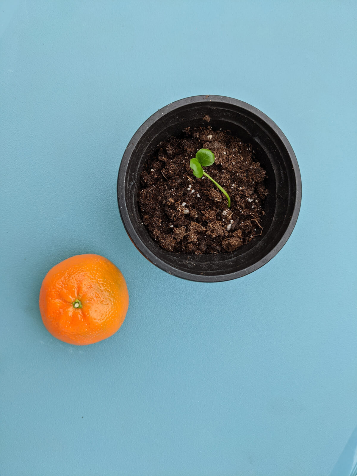 Baby Clementine Tree in a flower pot and Fruit on a turquoise background