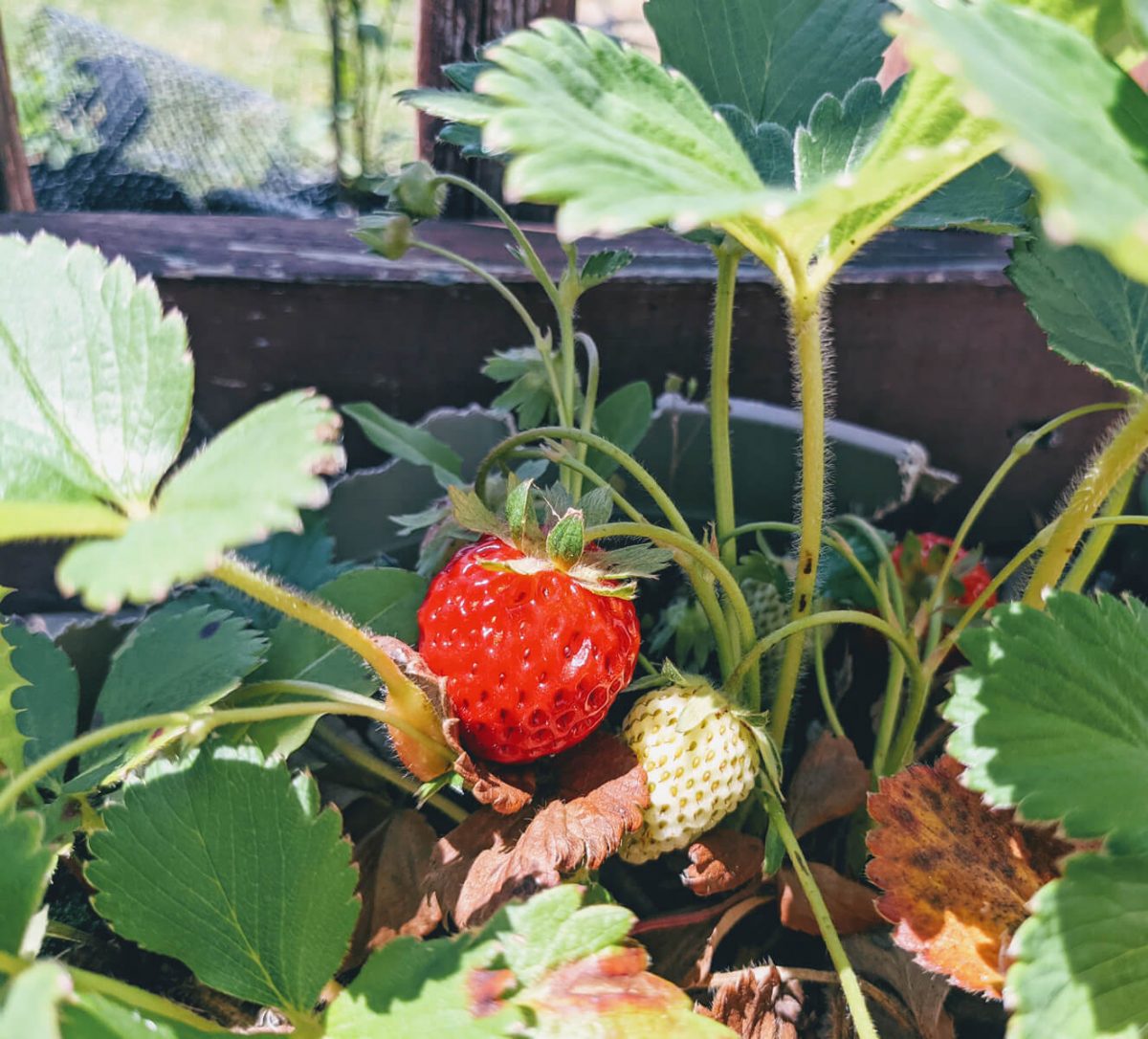 Companion Plants for Strawberries - Bright Red, Juicy Strawberry in Container