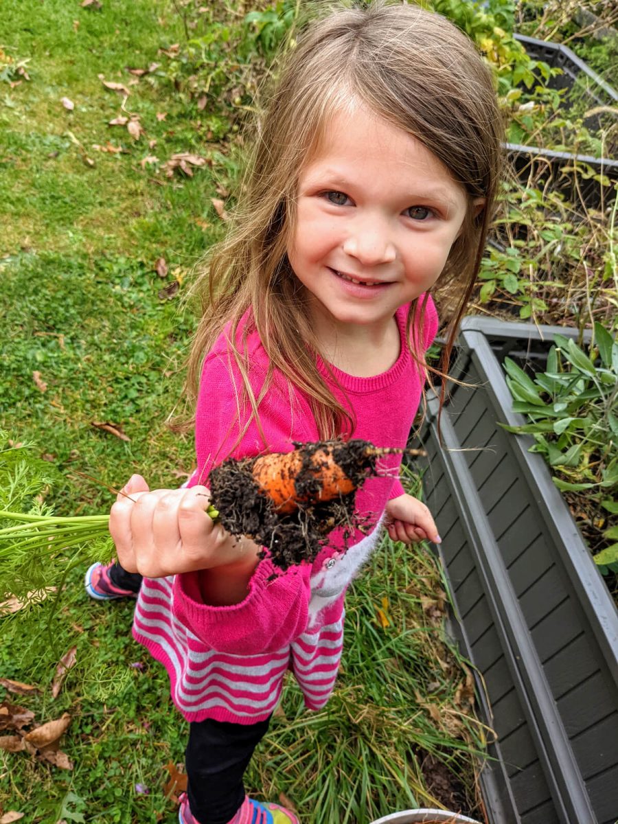 Little Girl Helping Mommy Pick Carrots from Raised Garden Beds