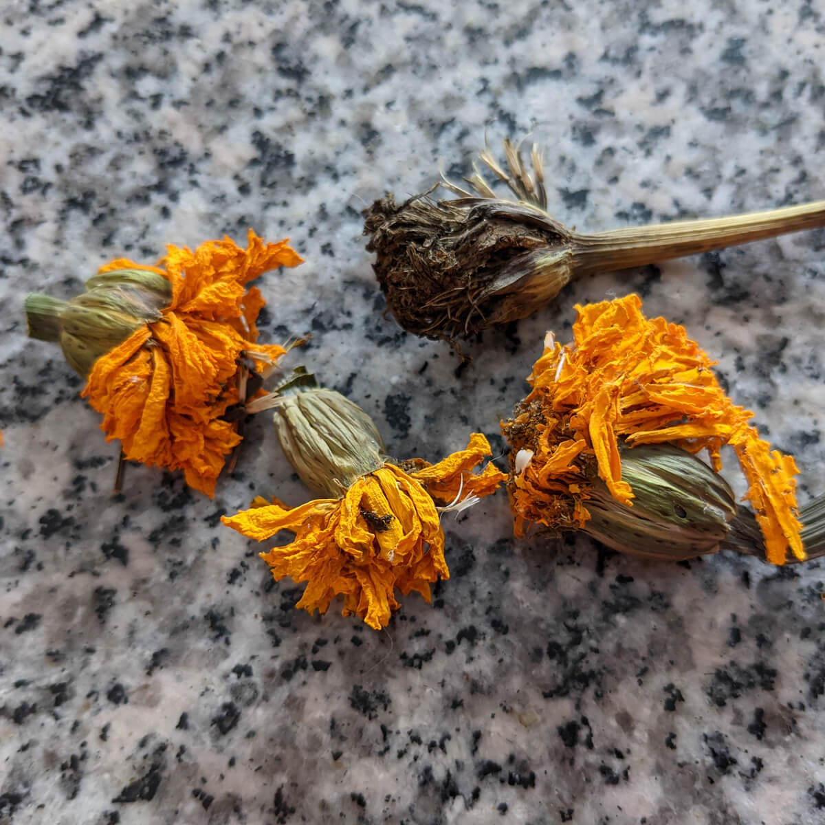 Dried Marigolds Annuals for Planting Seeds