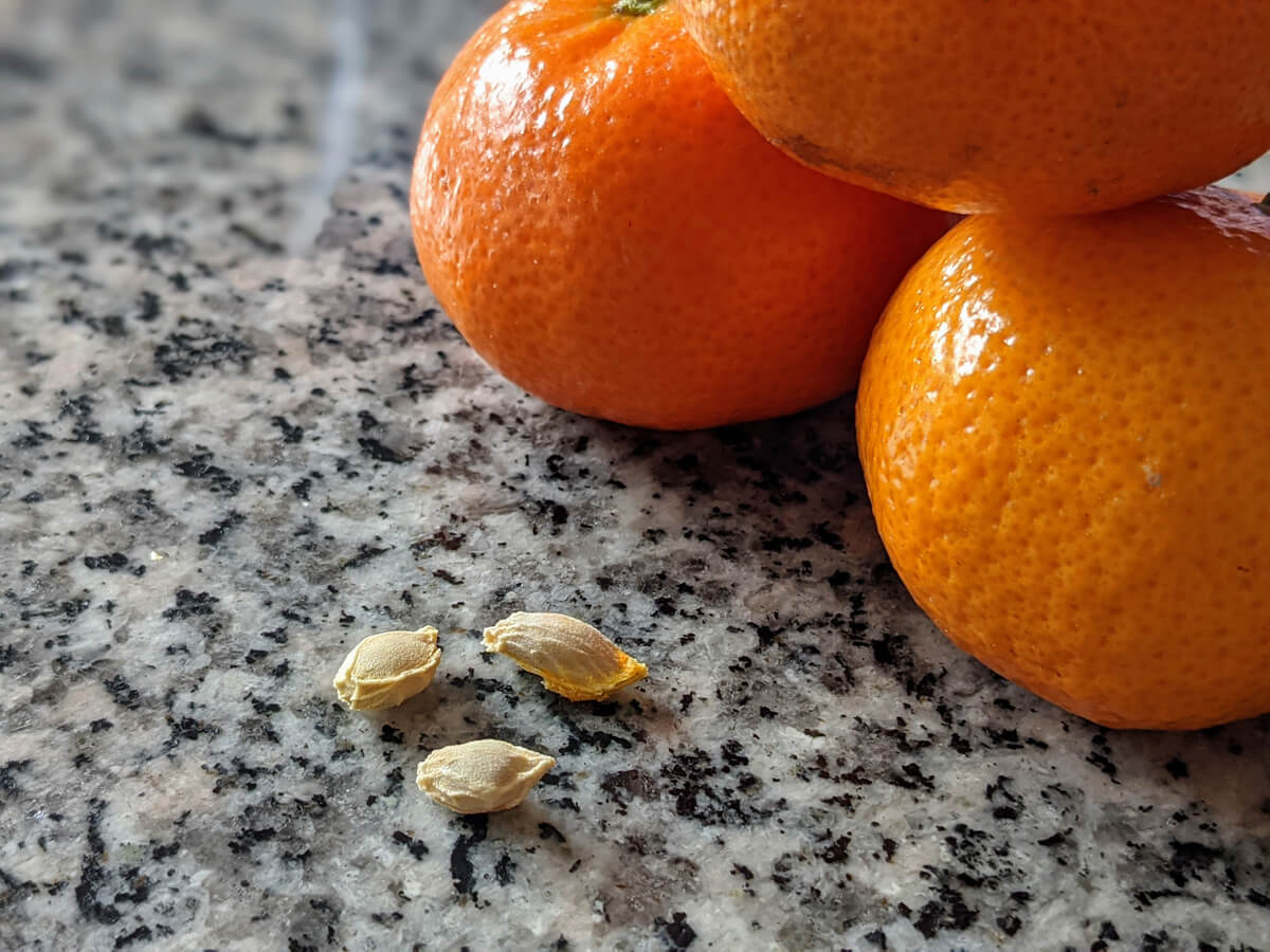 Three Clementine Seeds on a Granite Table with Three Clementines (Mandarins)