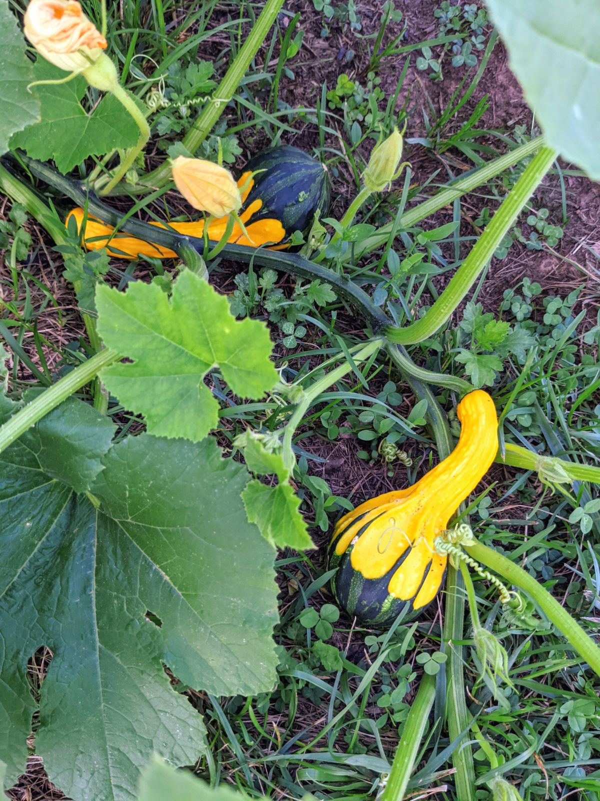 Gourd volunteer plant growing from seed planted by a groundhog or rabbit