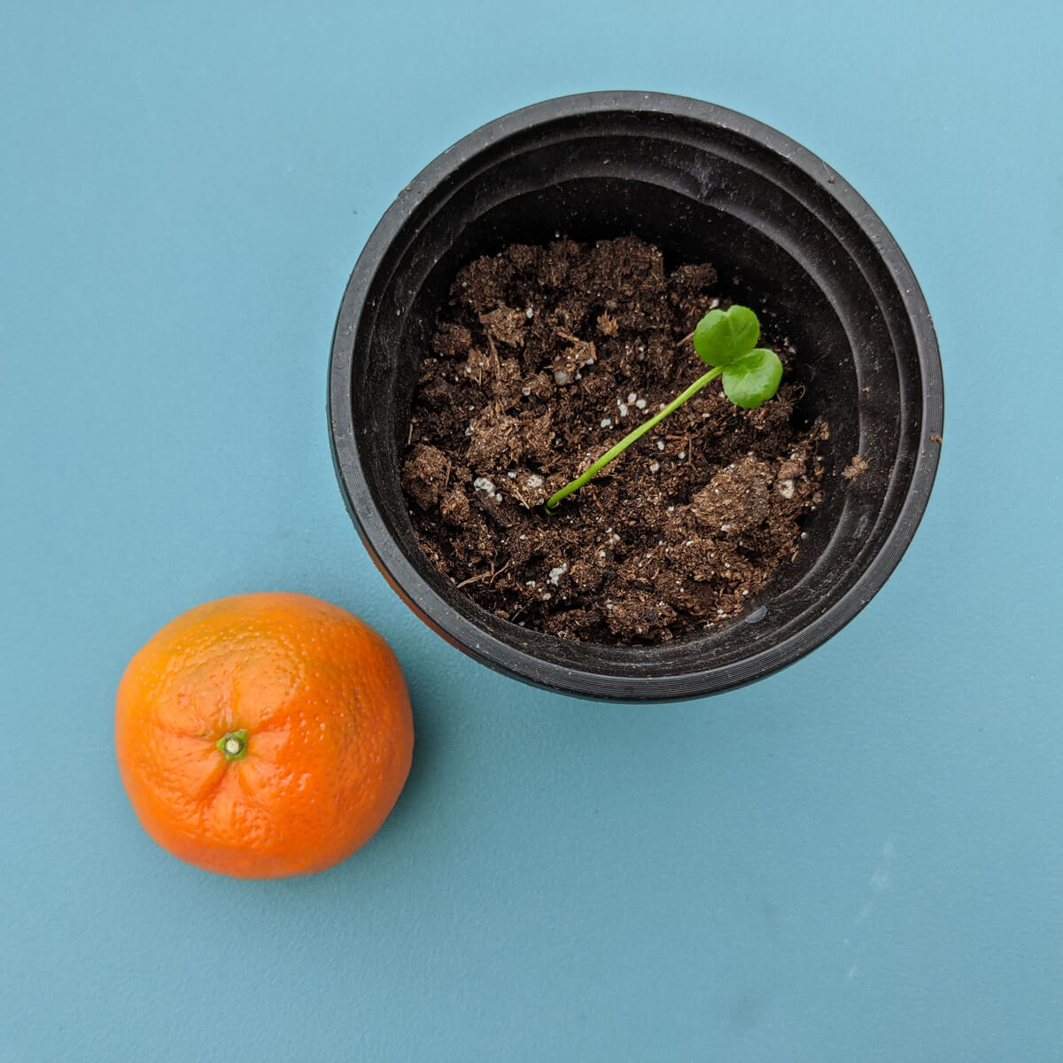 Growing a Clementine Tree from Seed - Clementine Seedling and Fruit on teal background