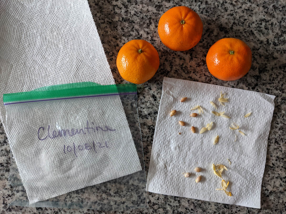 Supplies needed for growing a clementine tree from seeds