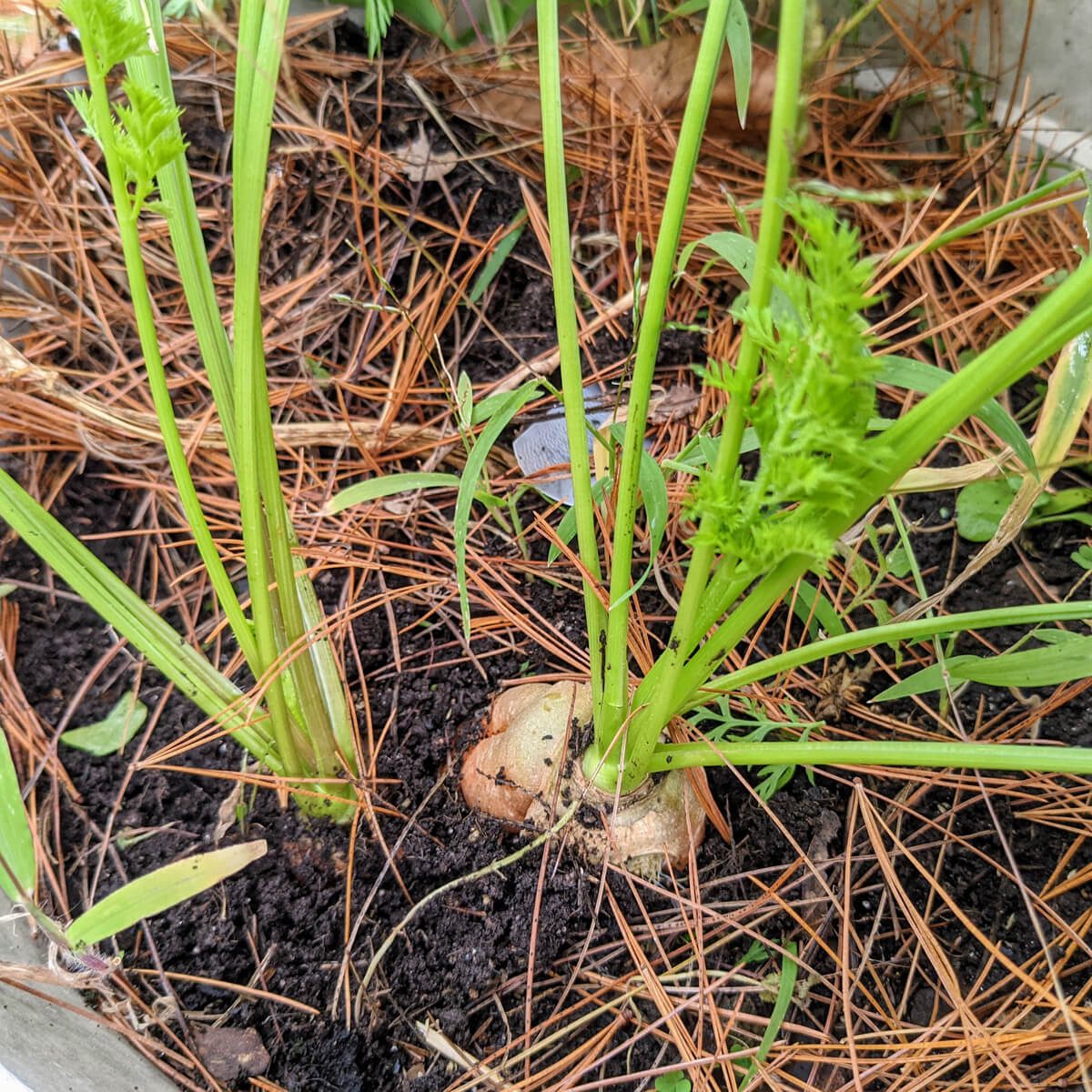 Harvesting Carrots from Containers