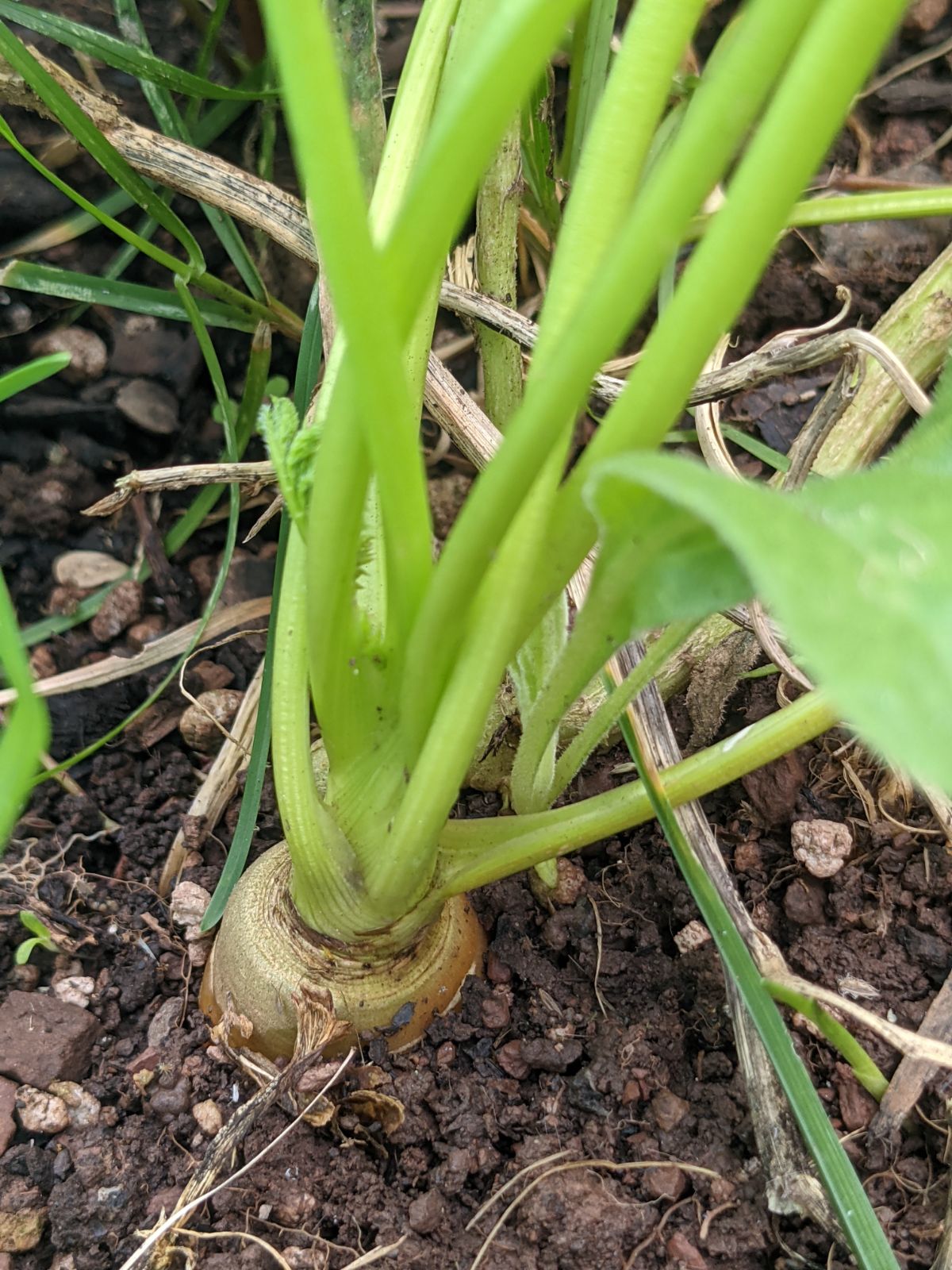 Homegrown carrot sticking out of the ground