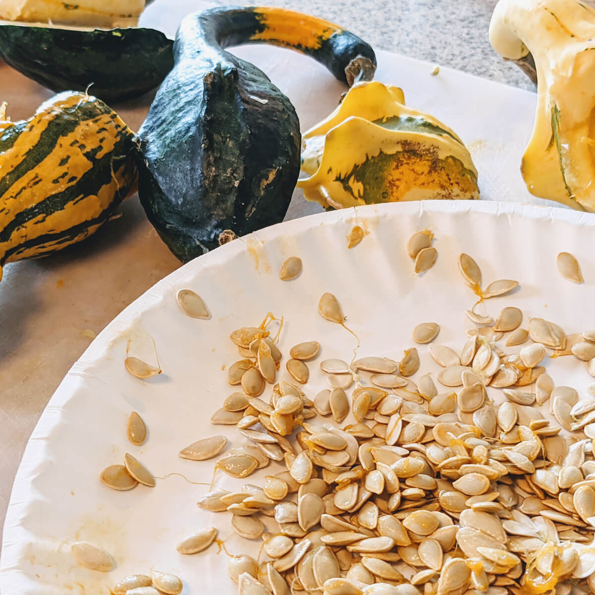 Harvesting Gourd Seeds from Hard Shell Gourds