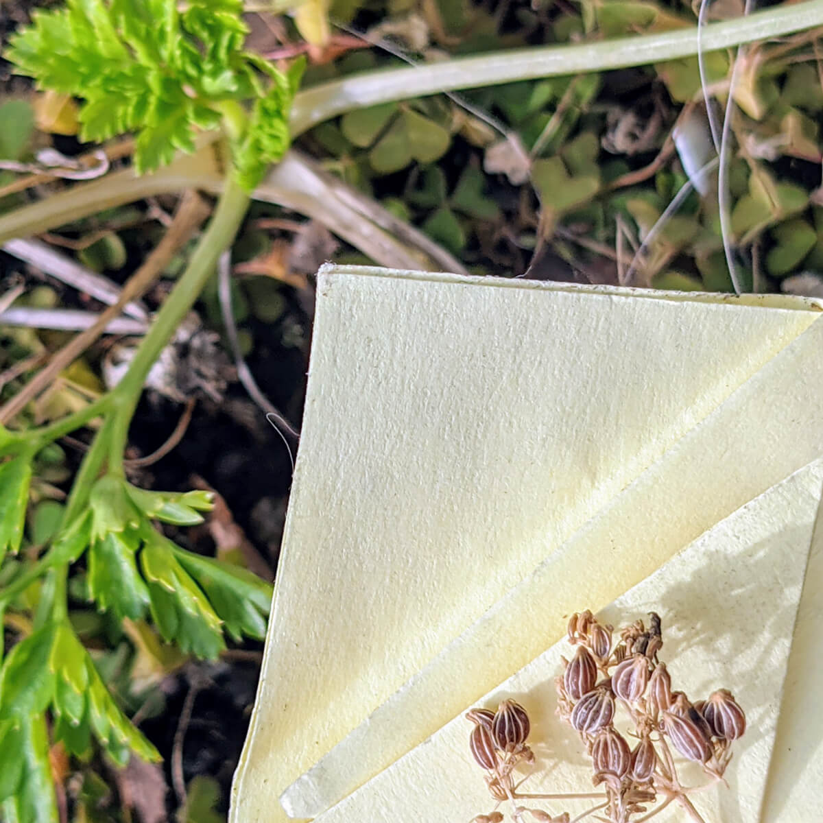 Harvesting Parlsey Seeds from the plant into a little paper envelope