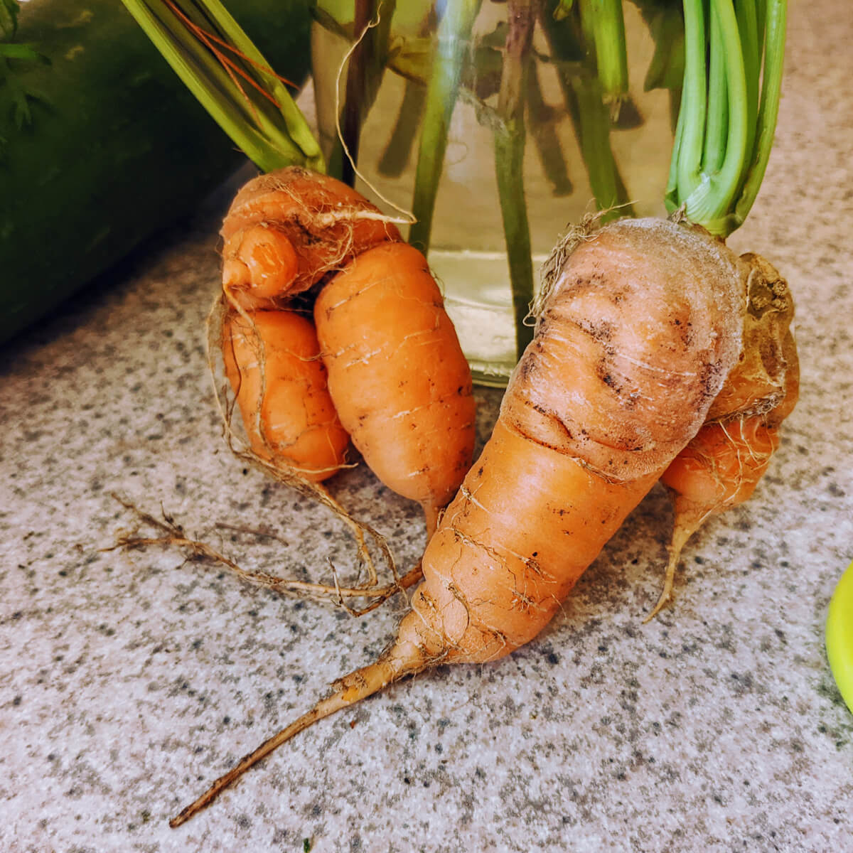 Our first homegrown carrots with legs!