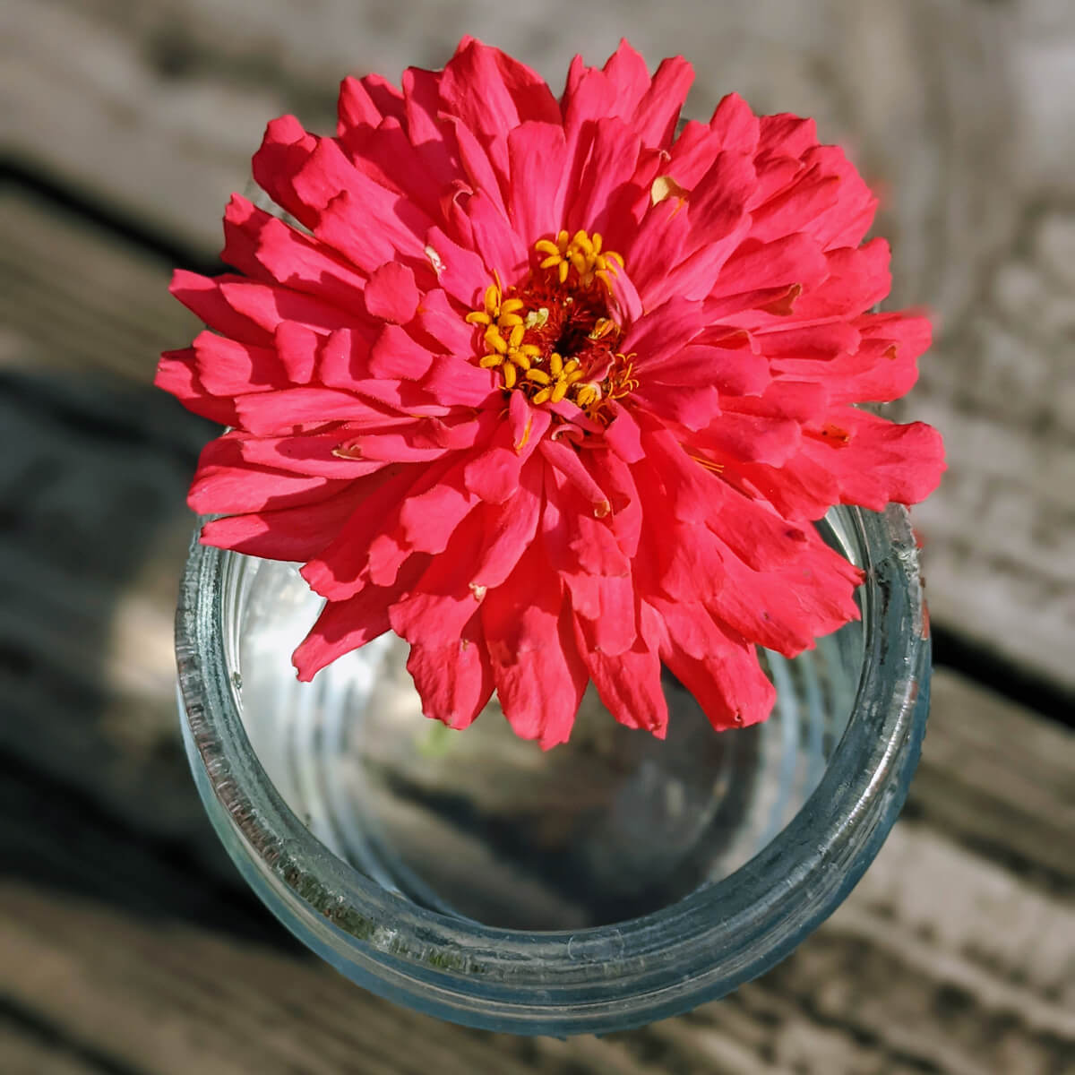 Hot Pink Cactus Zinnia we grew in 2021