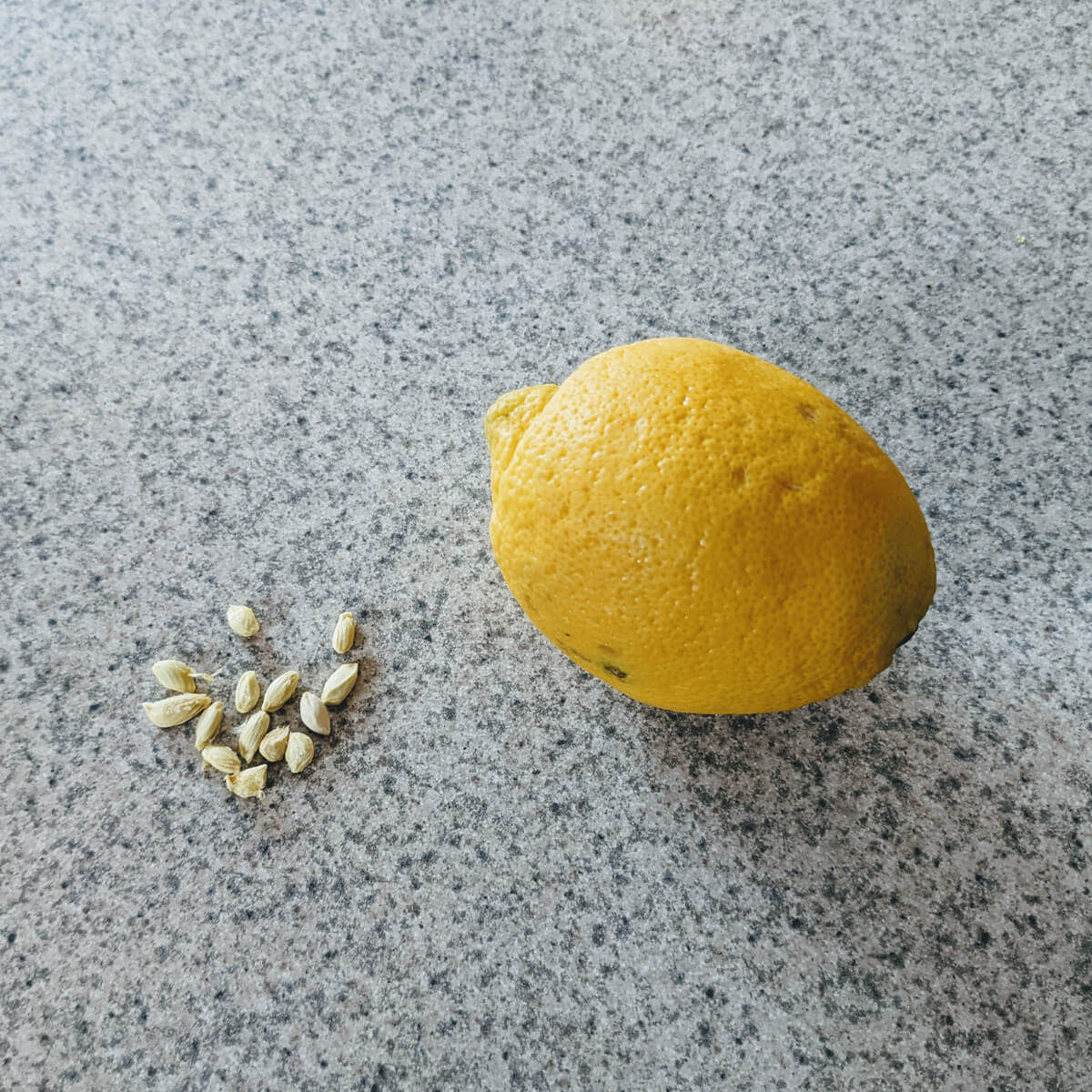 How to Germinate Lemon Seeds - Harvest Seeds from a Lemon