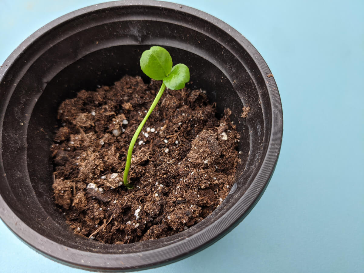 Baby Clementine Tree - How to grow a clementine tree indoors