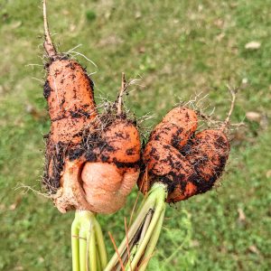 Harvesting Carrots, Plus Washing & Storing: How to Harvest Carrots