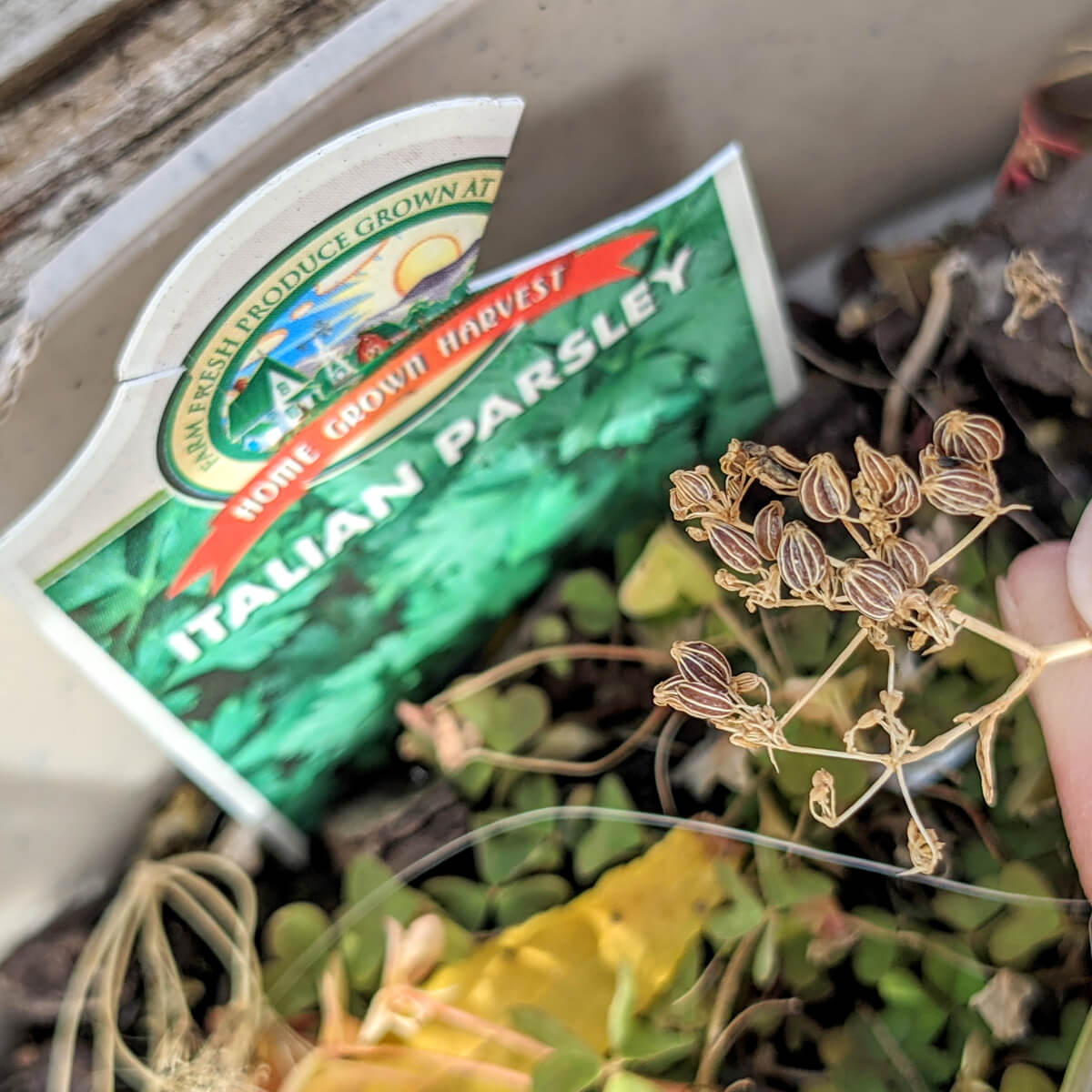 Italian parsley seeds harvesting from a plant