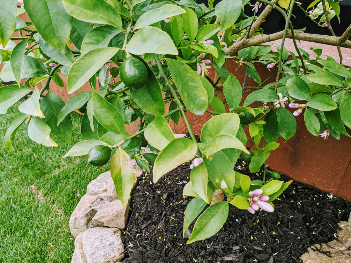 Lemon Tree Flowering at Lemon Tree Brewery in Speculator, NY, Adirondacks