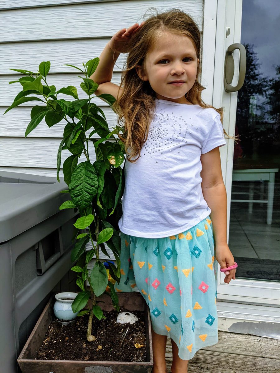 Lemon Tree Height - almost as tall as a five-year-old!