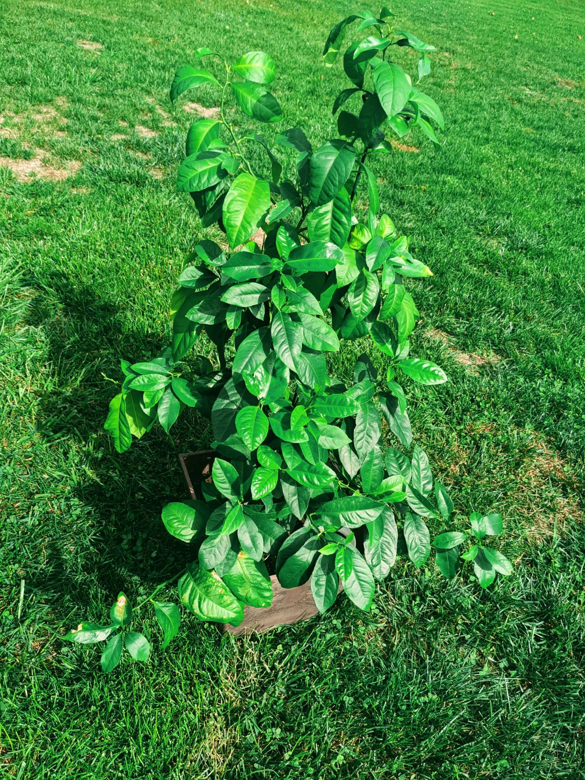 Taller and bushier lemon tree grown from seed