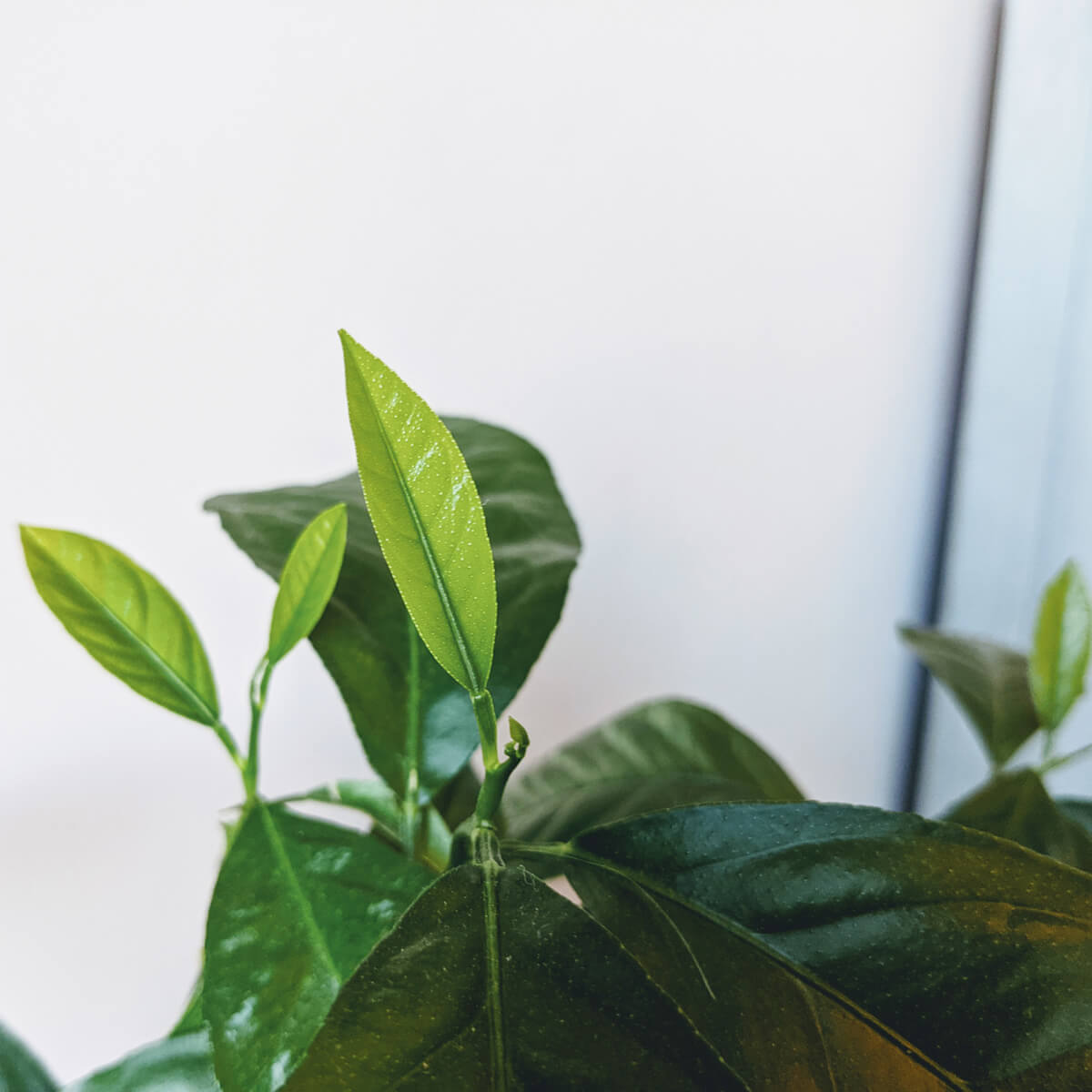 New Growth on Young Lemon Tree