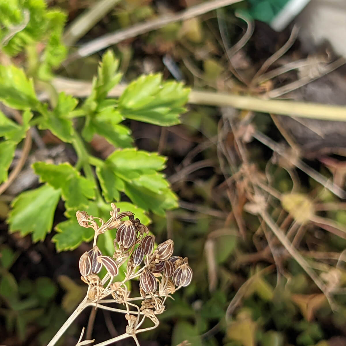 Parsley Plant with Seeds