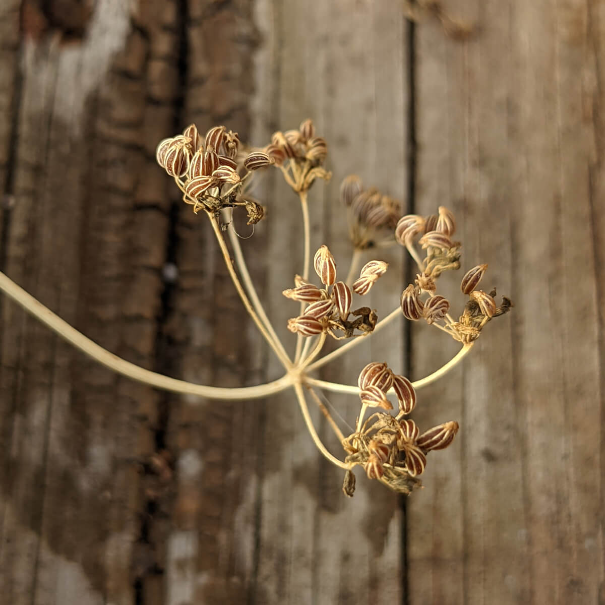 Parsley Seed Head with brown seeds for saving