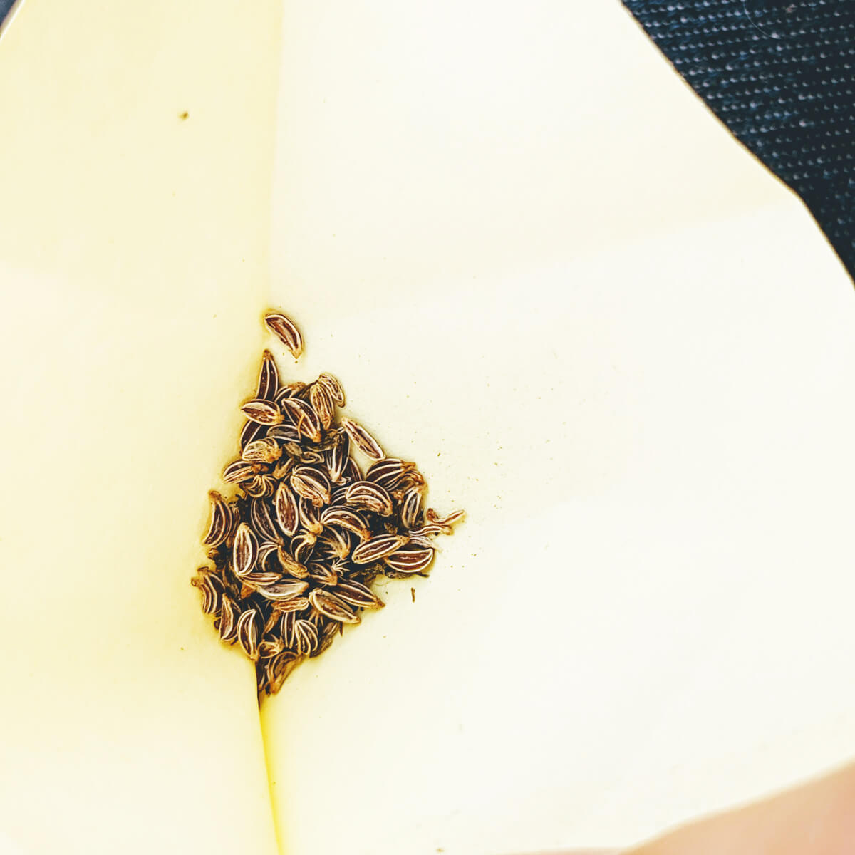 Harvested Parsley Seeds in a Yellow Paper Envelope