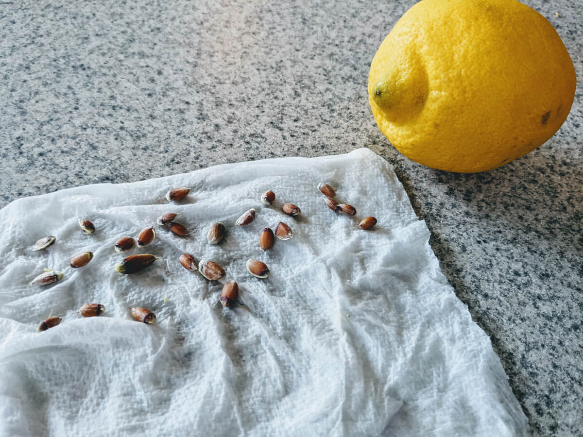 Planting Lemon Seeds from a Store-bought Lemon