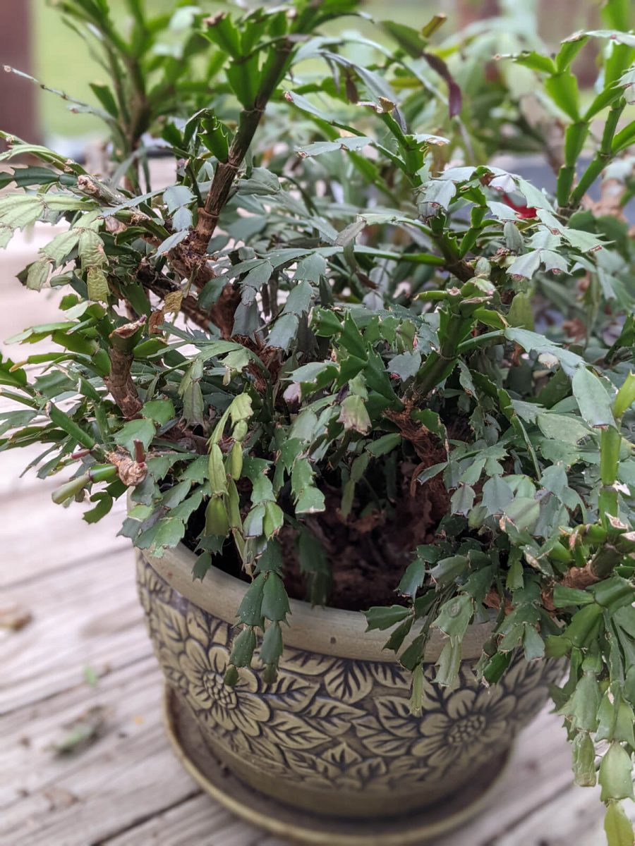 Christmas Cactus potted up into its new flower pot