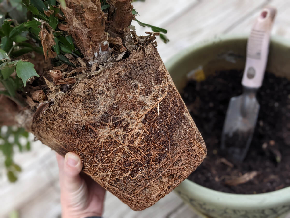 Replanting Rootbound Christmas Cactus