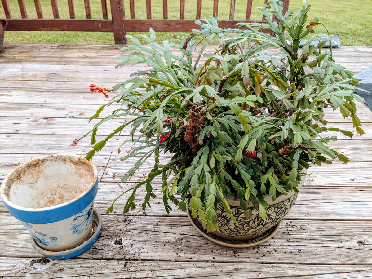 Repotted Christmas Cactus outside