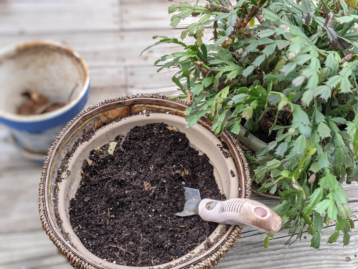 Repotting Christmas Cactus into a bigger pot