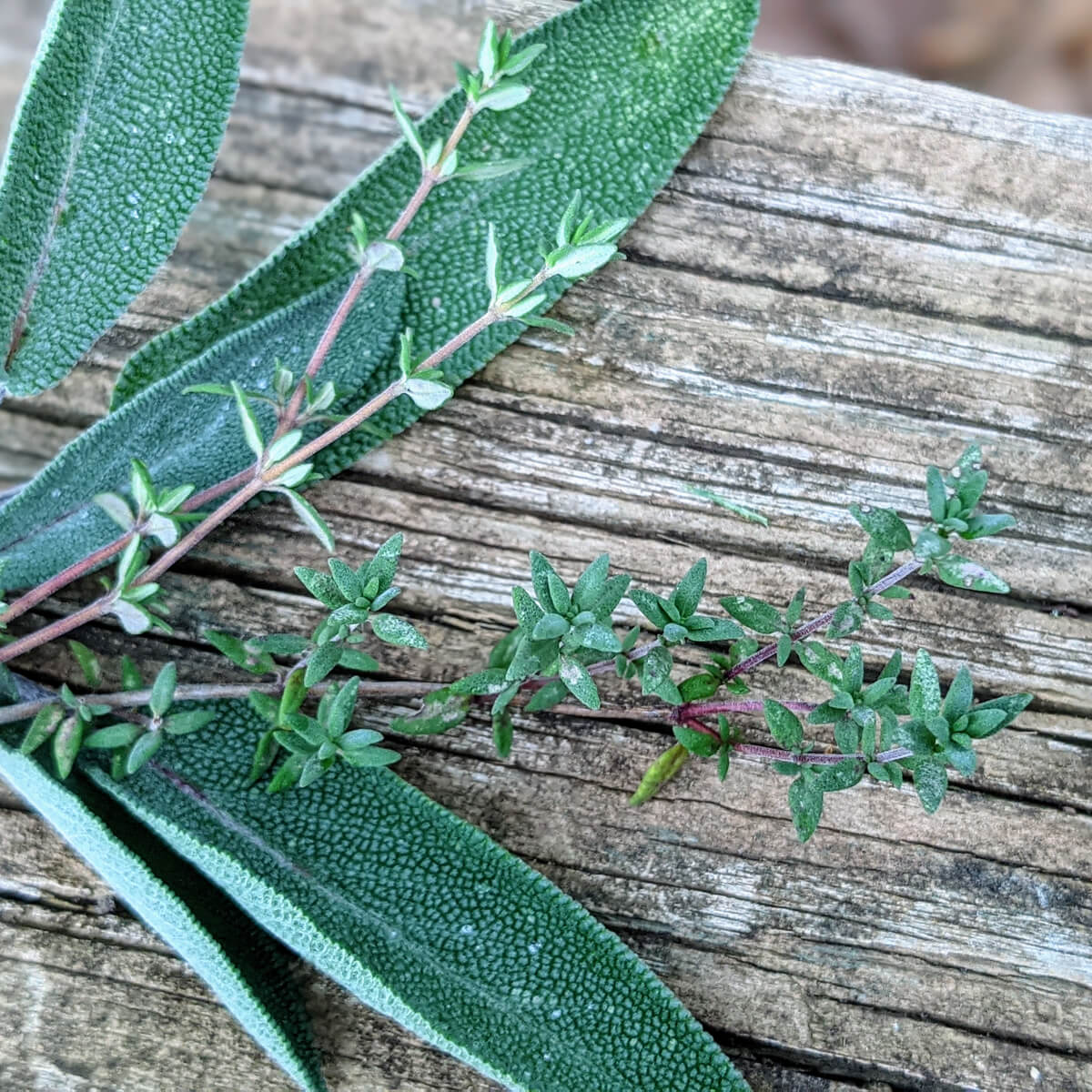 Sage and Thyme Companion Planting