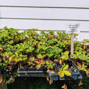 Strawberry Companion Plants – What to Plant Near Strawberries