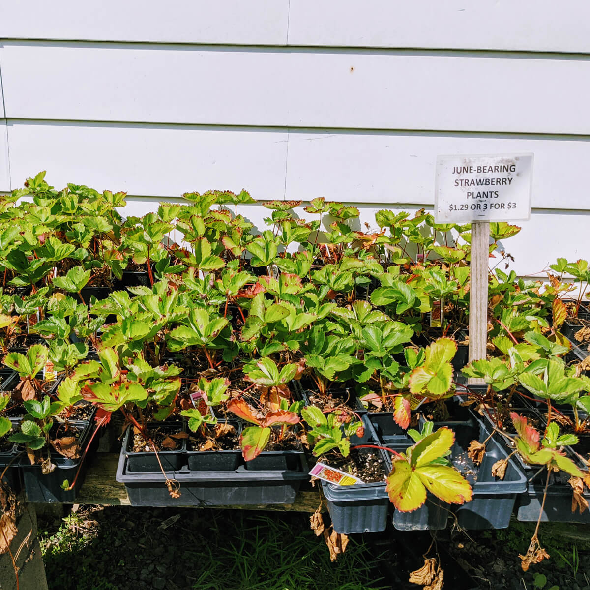 Strawberry Companion Plants - June Bearing Strawberries for Sale