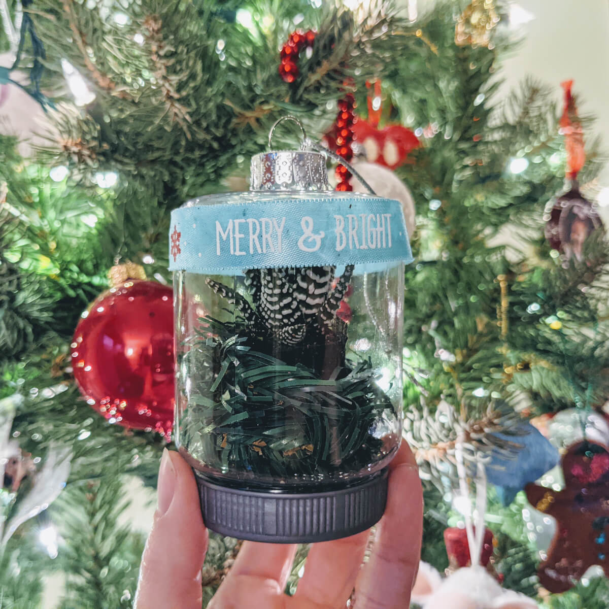 Homemade Succulent Christmas Ornament on the Tree