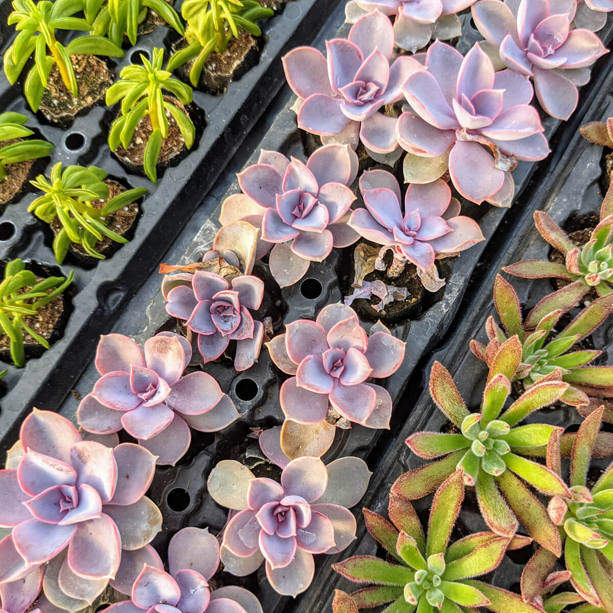 So Many Succulents at Glick's Greenhouse