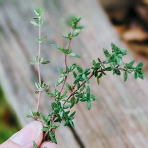 Thyme Companion Plants – What to Grow with Thyme