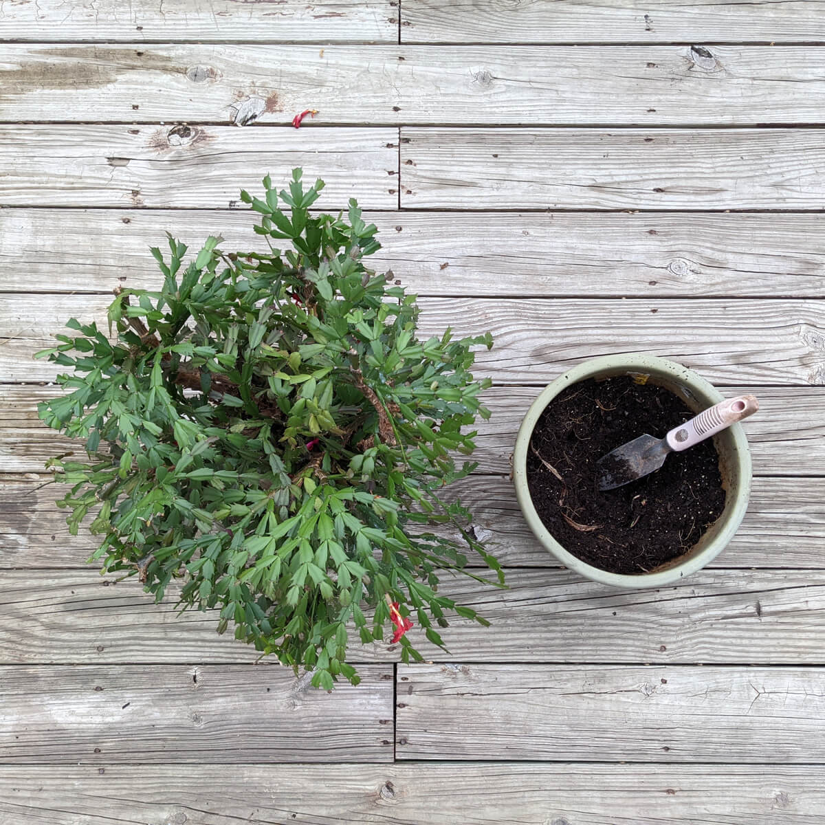 Transplanting Christmas Cactus from Small Pot to Bigger Planter on Deck with Hand Spade