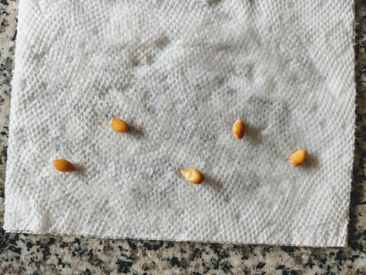 Spread out clementine seeds on wet paper towel