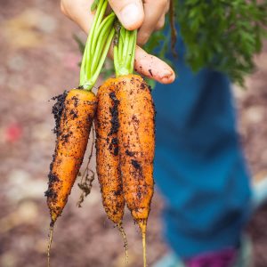 When to Harvest Carrots – 4 Tips to Know!