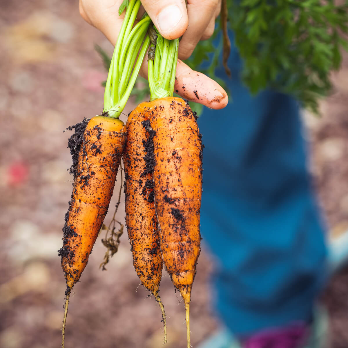 When to Harvest Carrots - Hand holding fresh-picked carrots - Photo by Markus Spiske from Pexels