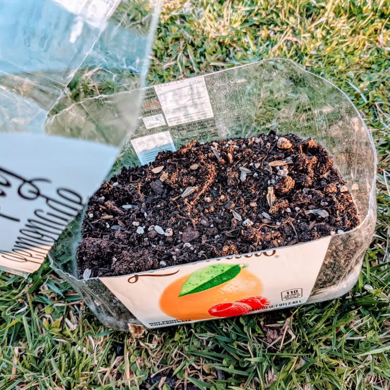 Winter sowing method starting seeds in milk jugs bunny s garden